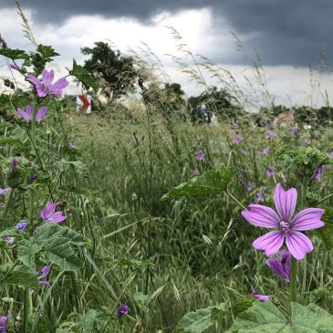 Über die Liebe – Emotionale Körperarbeit